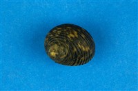 藏品(粗紋蜑螺)的圖片